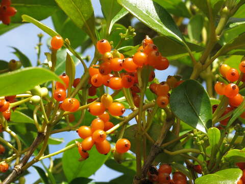 Image of Coprosma lucida J. R. Forst. & G. Forst.