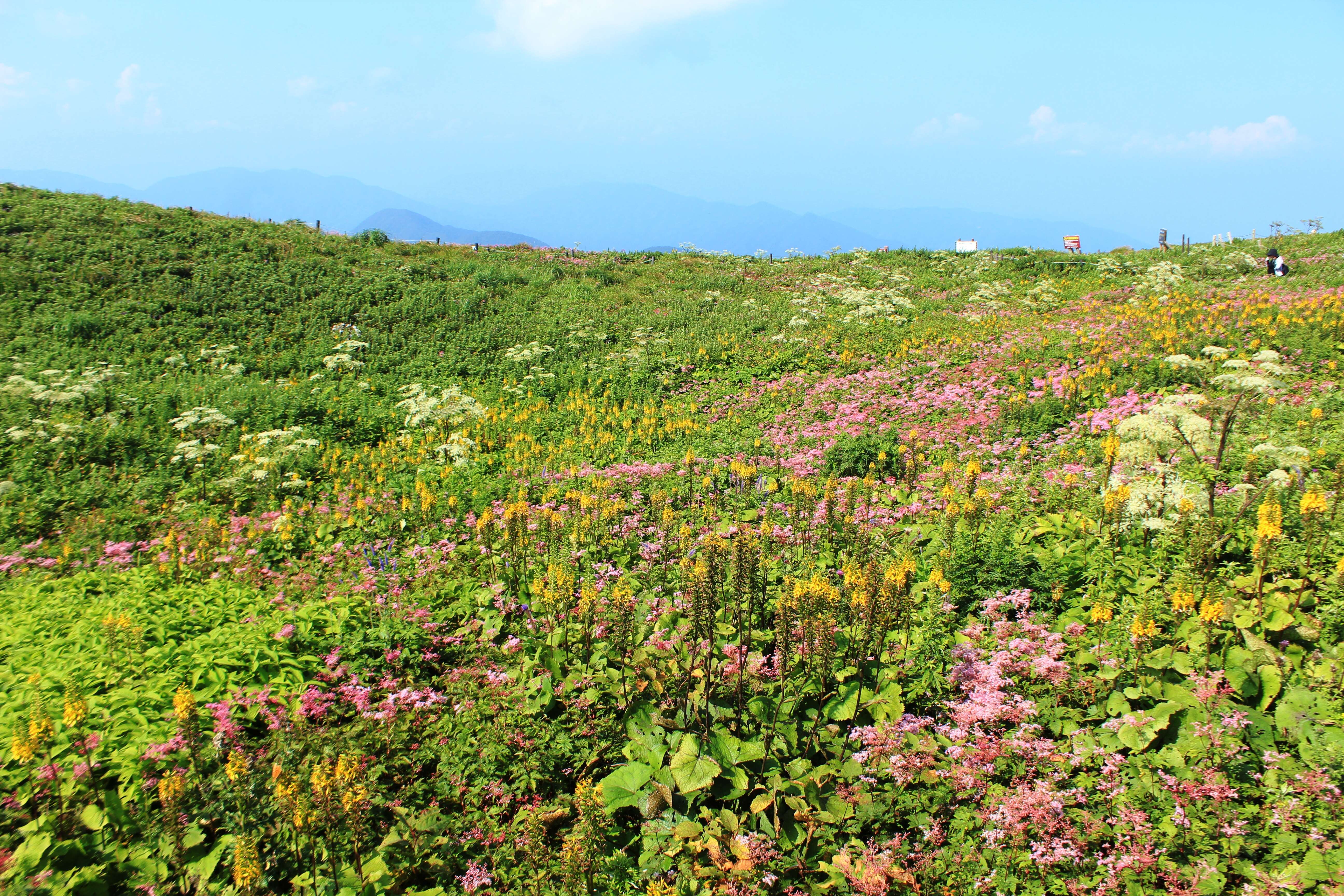 Image of Filipendula multijuga Maxim.