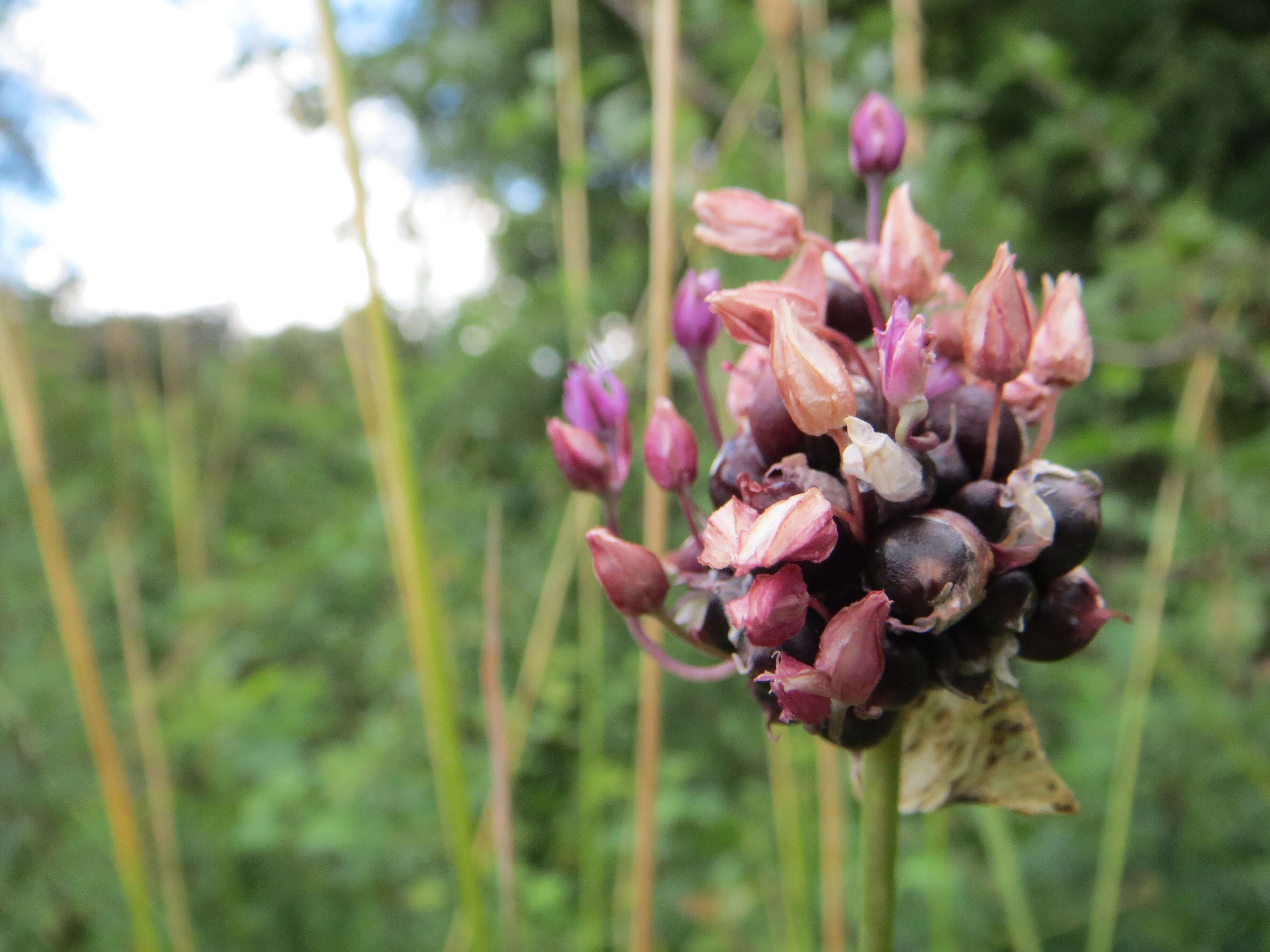 Allium scorodoprasum L.的圖片