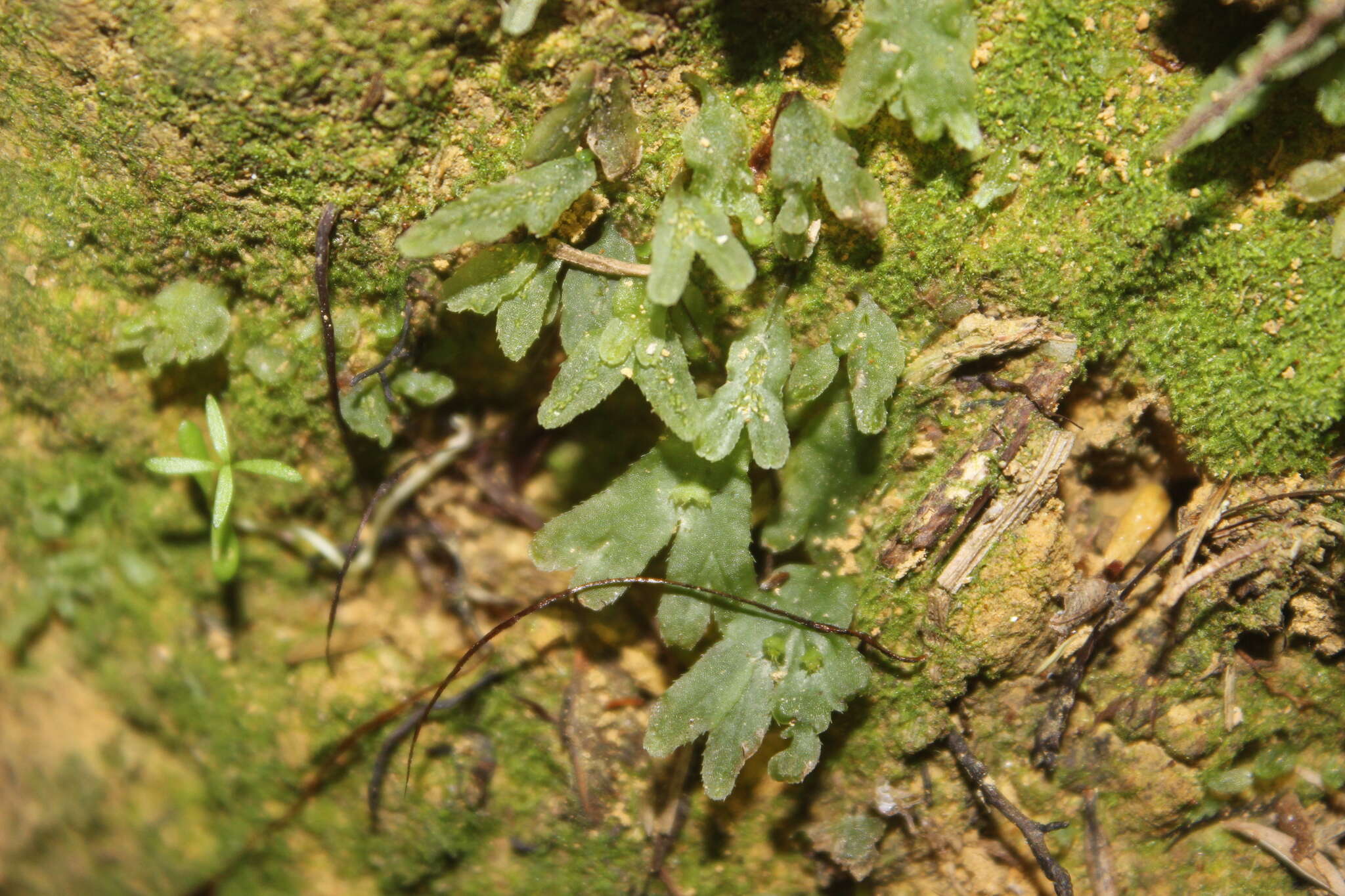 Image of Symphyogyna hymenophyllum (Hook.) Nees & Mont.