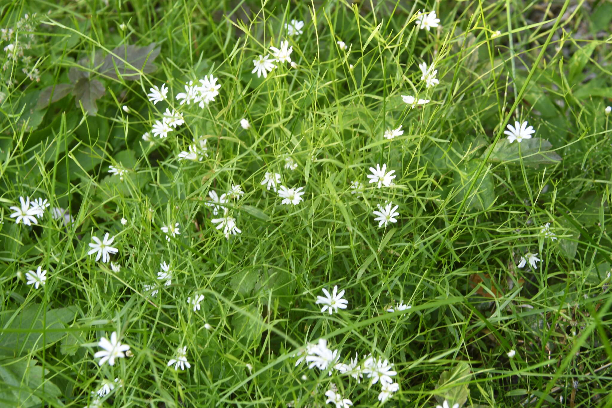 Imagem de Stellaria longifolia (Regel) Muhl. ex Willd.