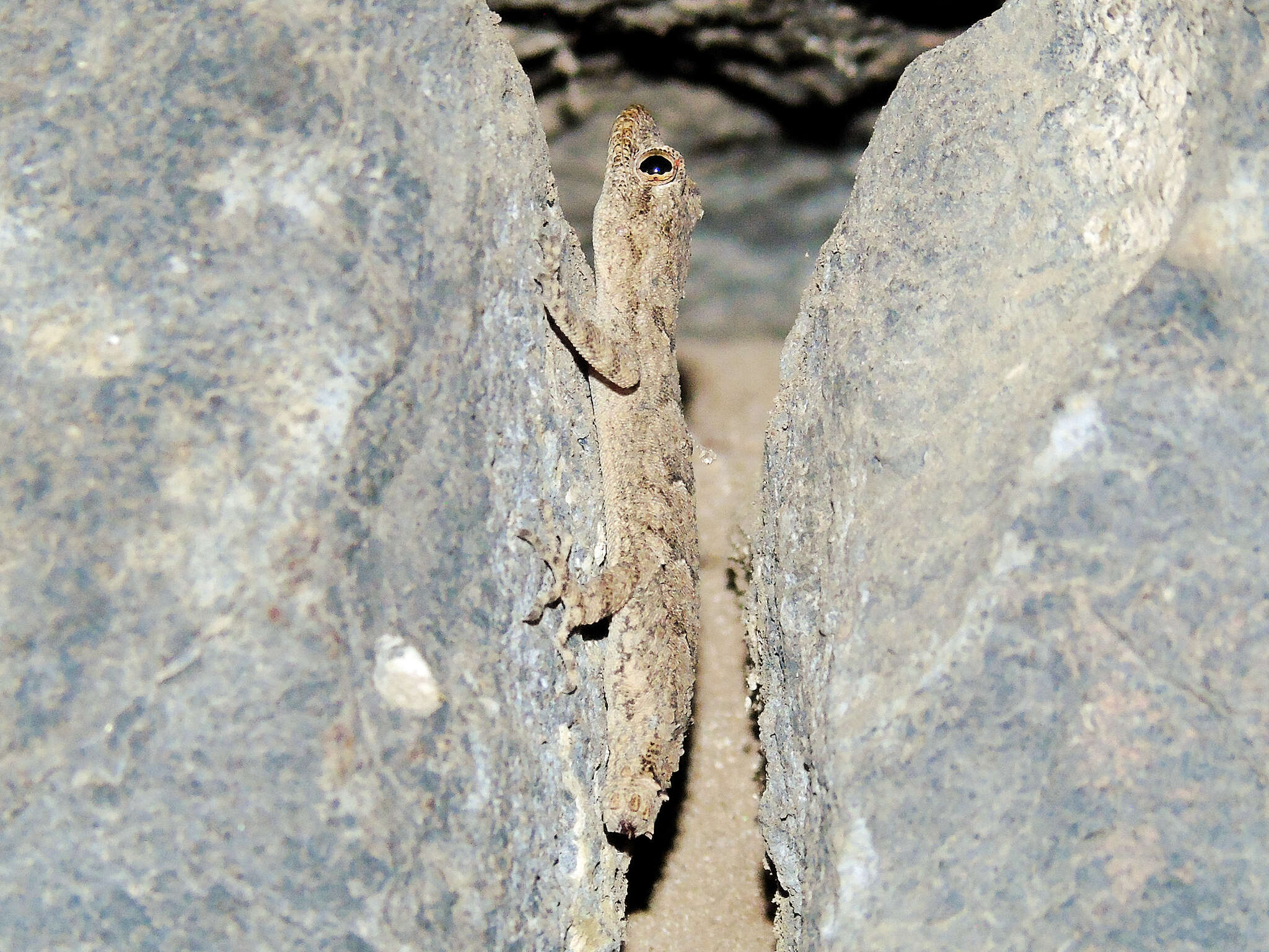 Image of Asia Minor Thin-toed Gecko