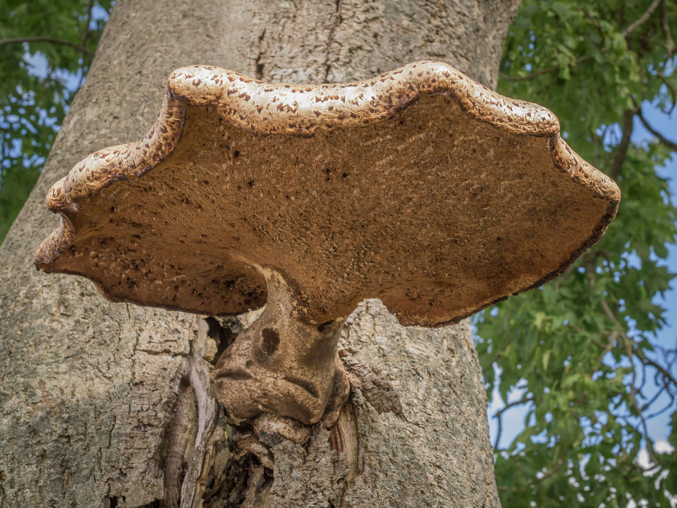 Image of dryad's saddle