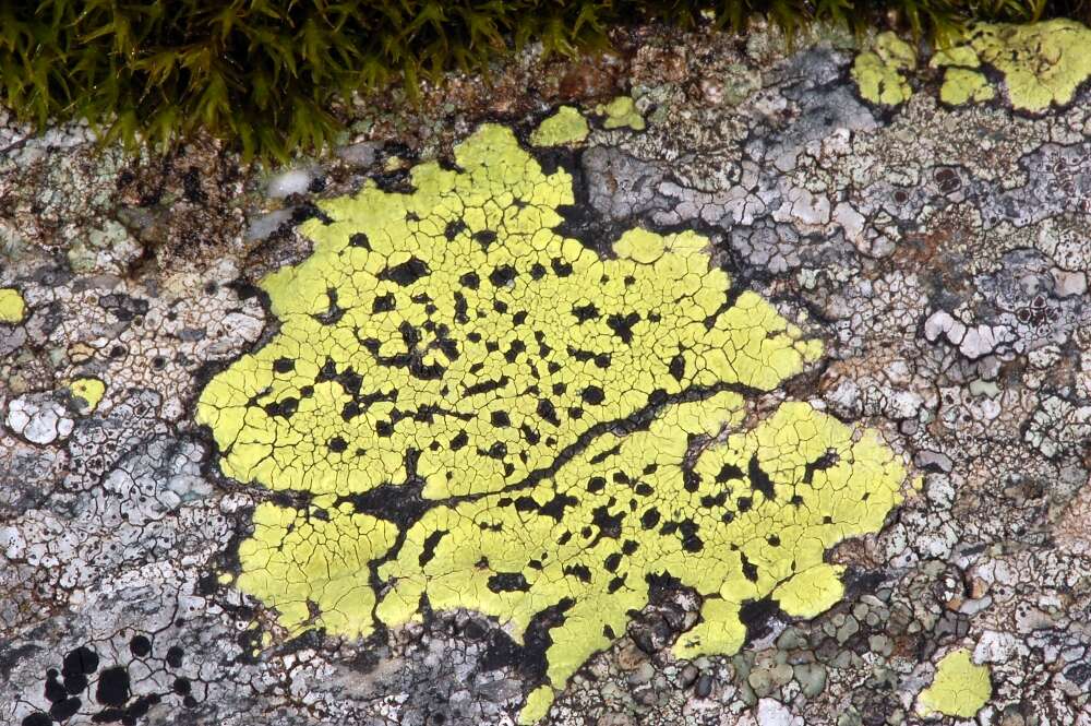 Image of Yellow map lichen;   World map lichen