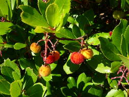 Image de Arbutus andrachne L.