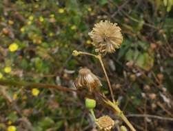 Image of Vicoa indica (L.) DC.