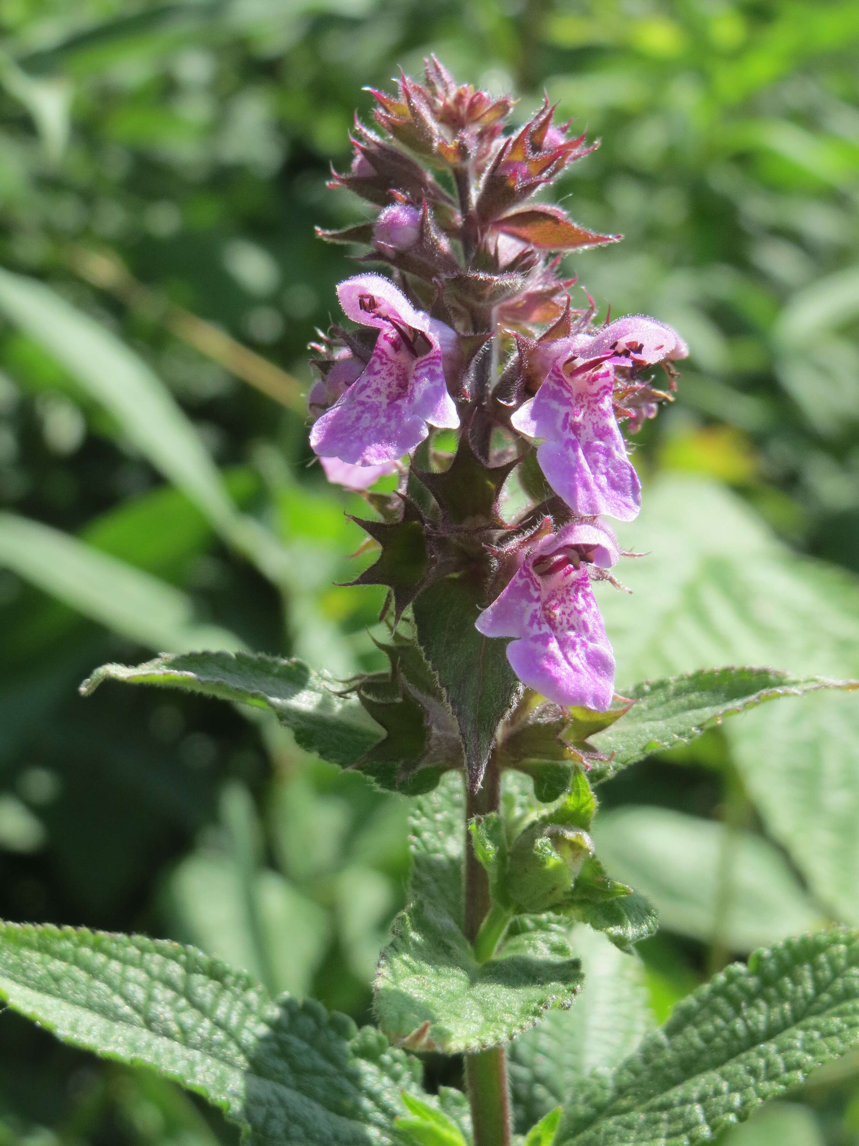 Image of Hedge-nettle