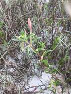 Image of seabeach evening primrose