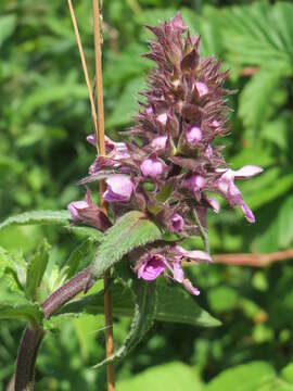 Image of Hedge-nettle