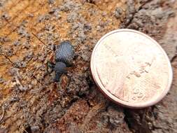 Image of Black Vine Weevil