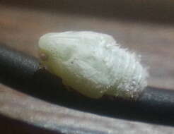 Image of Citrus Flatid Planthopper