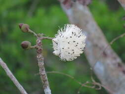 Image of Barrigon Kapoktree