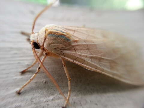 Image of Banded Tussock Moth