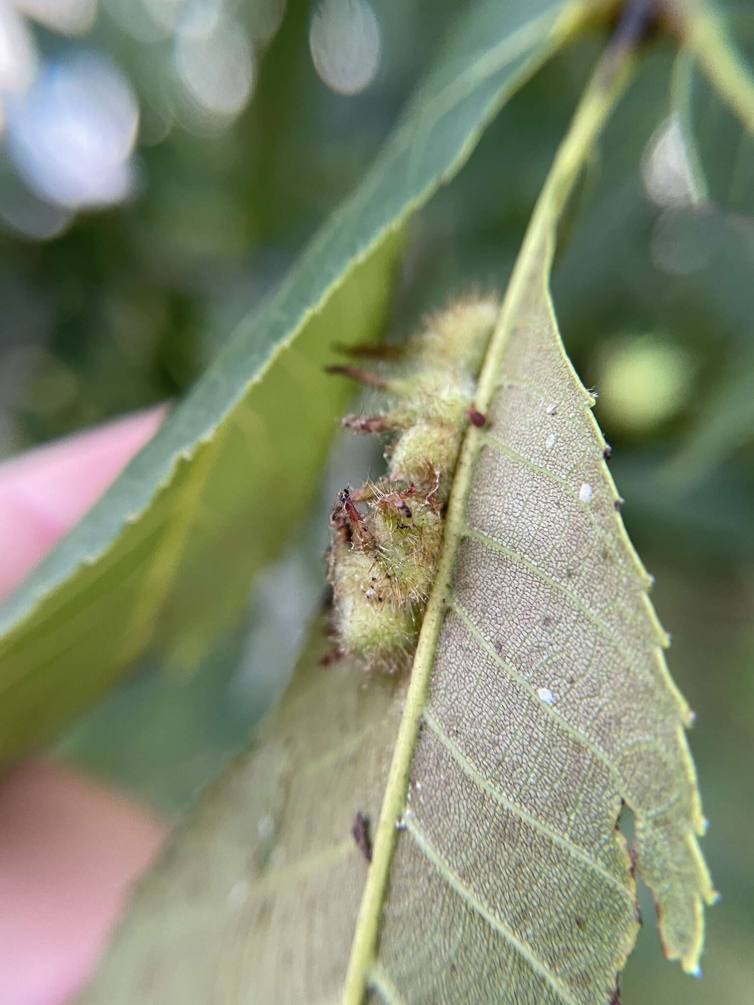 Image of Caryomyia cucurbitata Gagne 2008