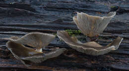 Image of Pleurotus purpureo-olivaceus (G. Stev.) Segedin, P. K. Buchanan & J. P. Wilkie 1995