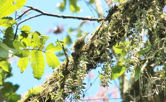 Image of Mees's White-eye