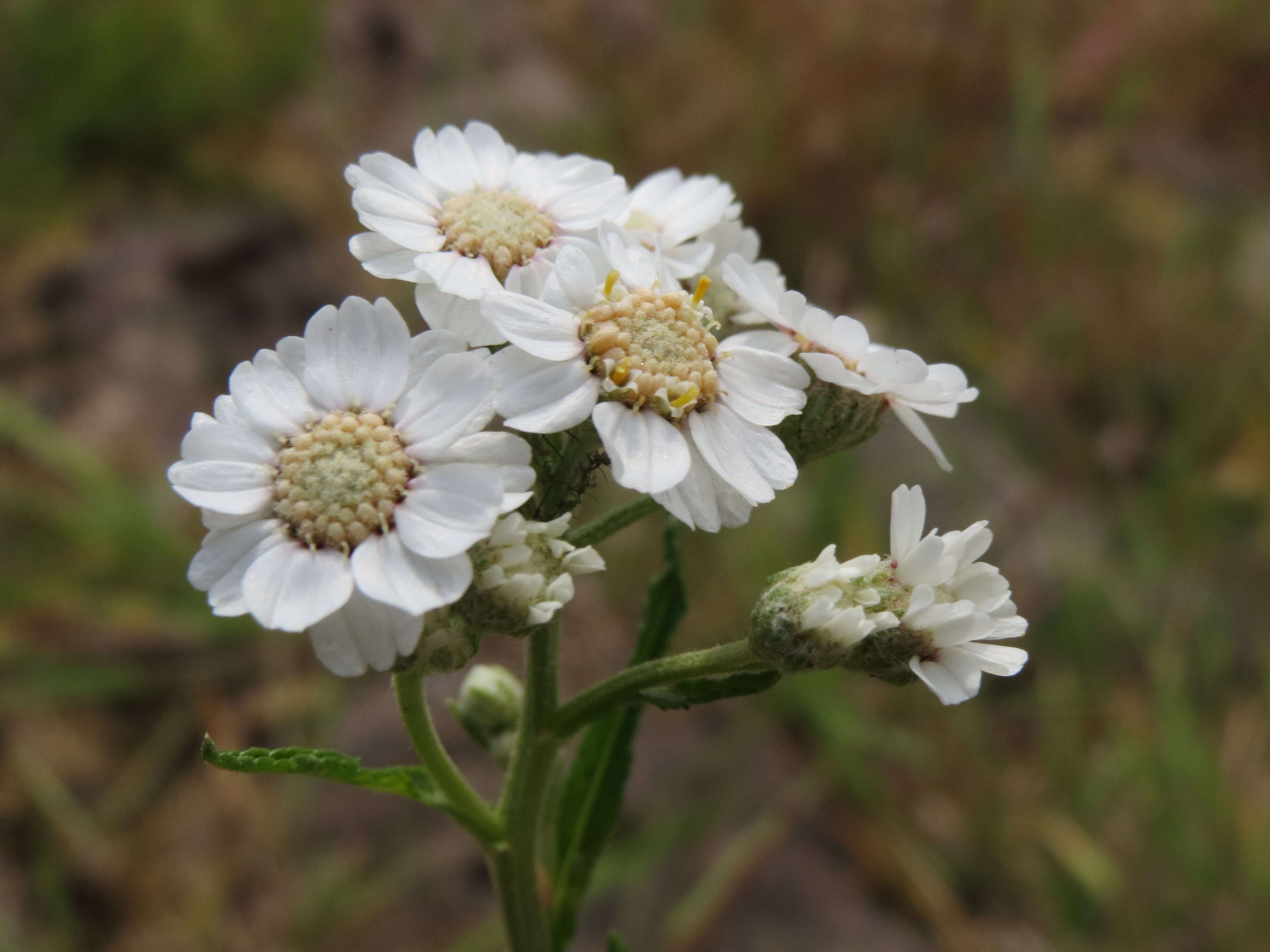 Image of Sneezeweed