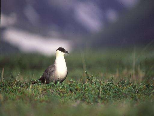 Image of Long-tailed Jaeger