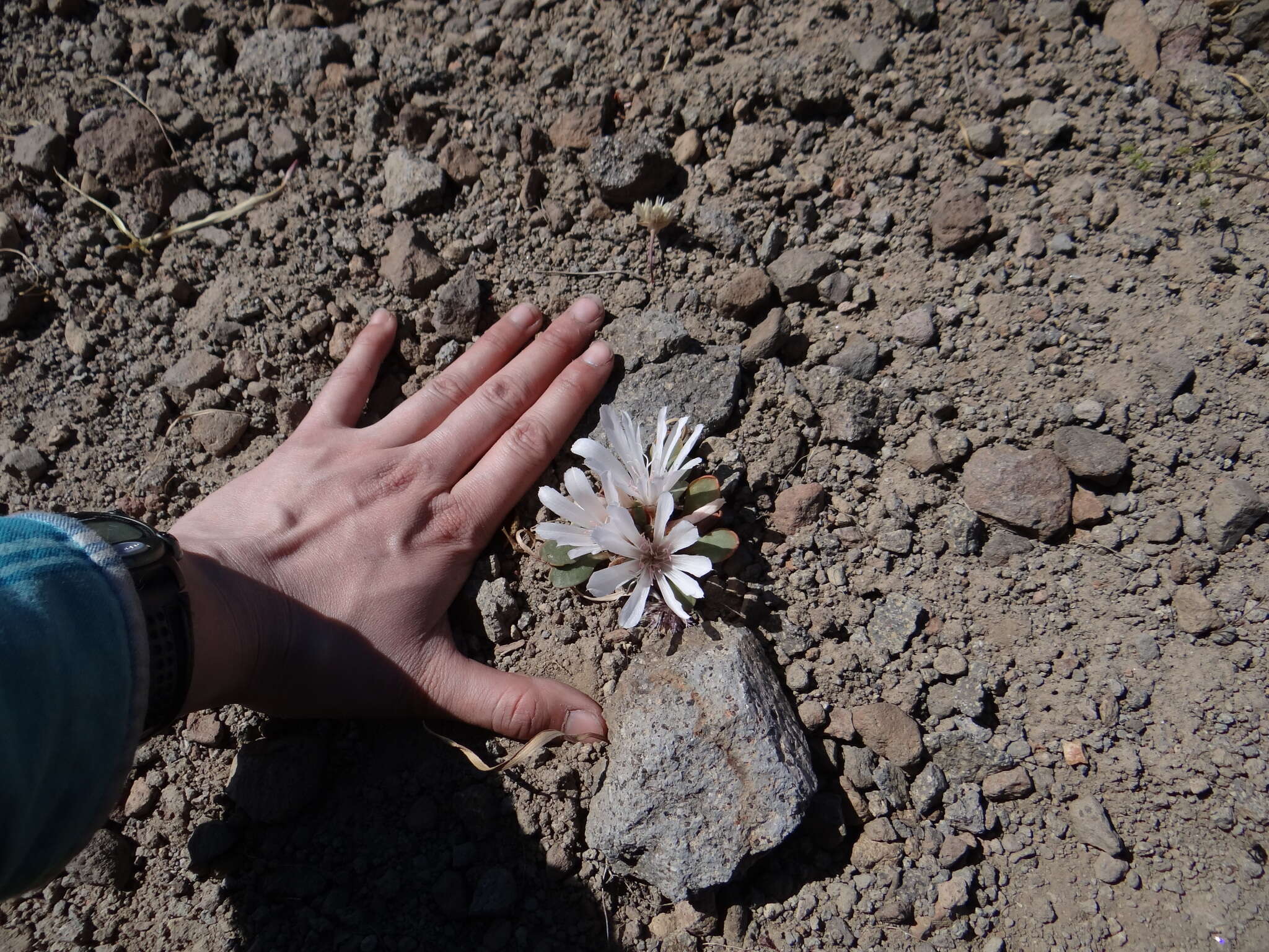 Image of Kellogg's lewisia