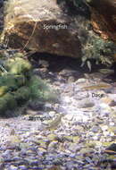 Image of White River Killfish