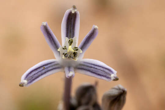 Image of pink funnel lily