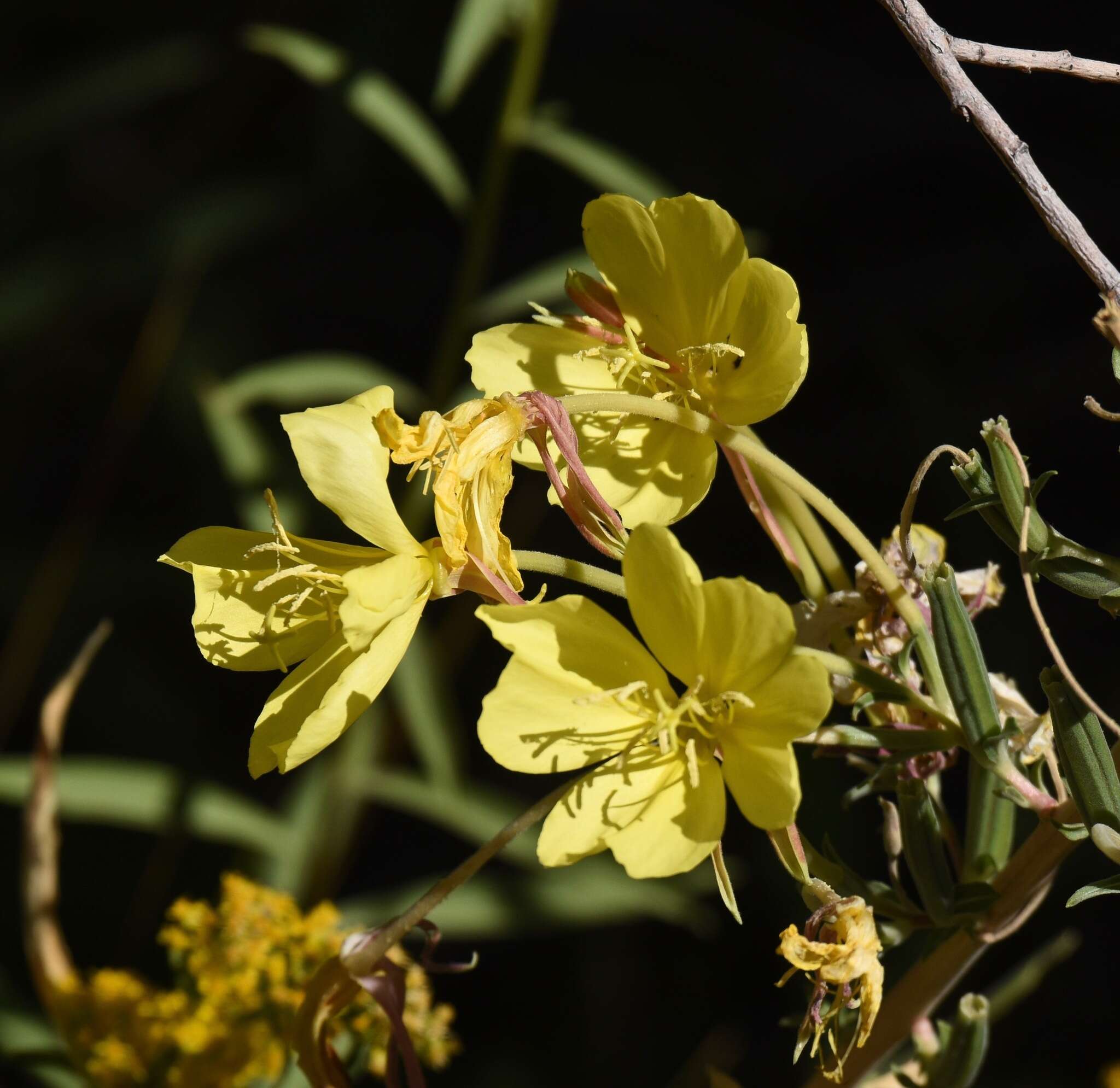 Image of Hooker's evening primrose