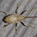 Image of Weevil