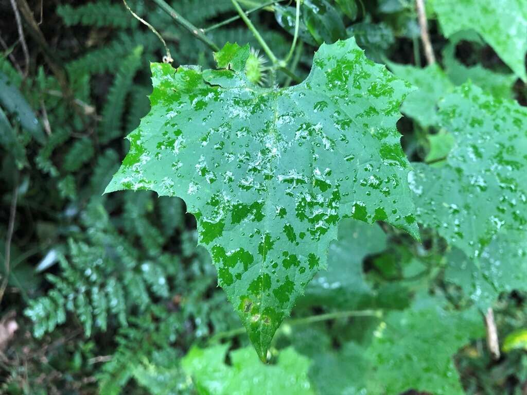 Image of Zehneria cunninghamii F. Müll.