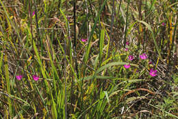 Callirhoe triangulata (Leavenw.) Gray resmi