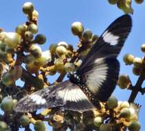 Image de Acraea esebria Hewitson 1861