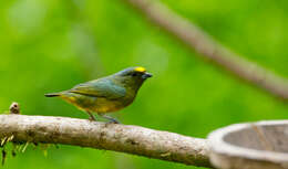 Image of Bronze-green Euphonia