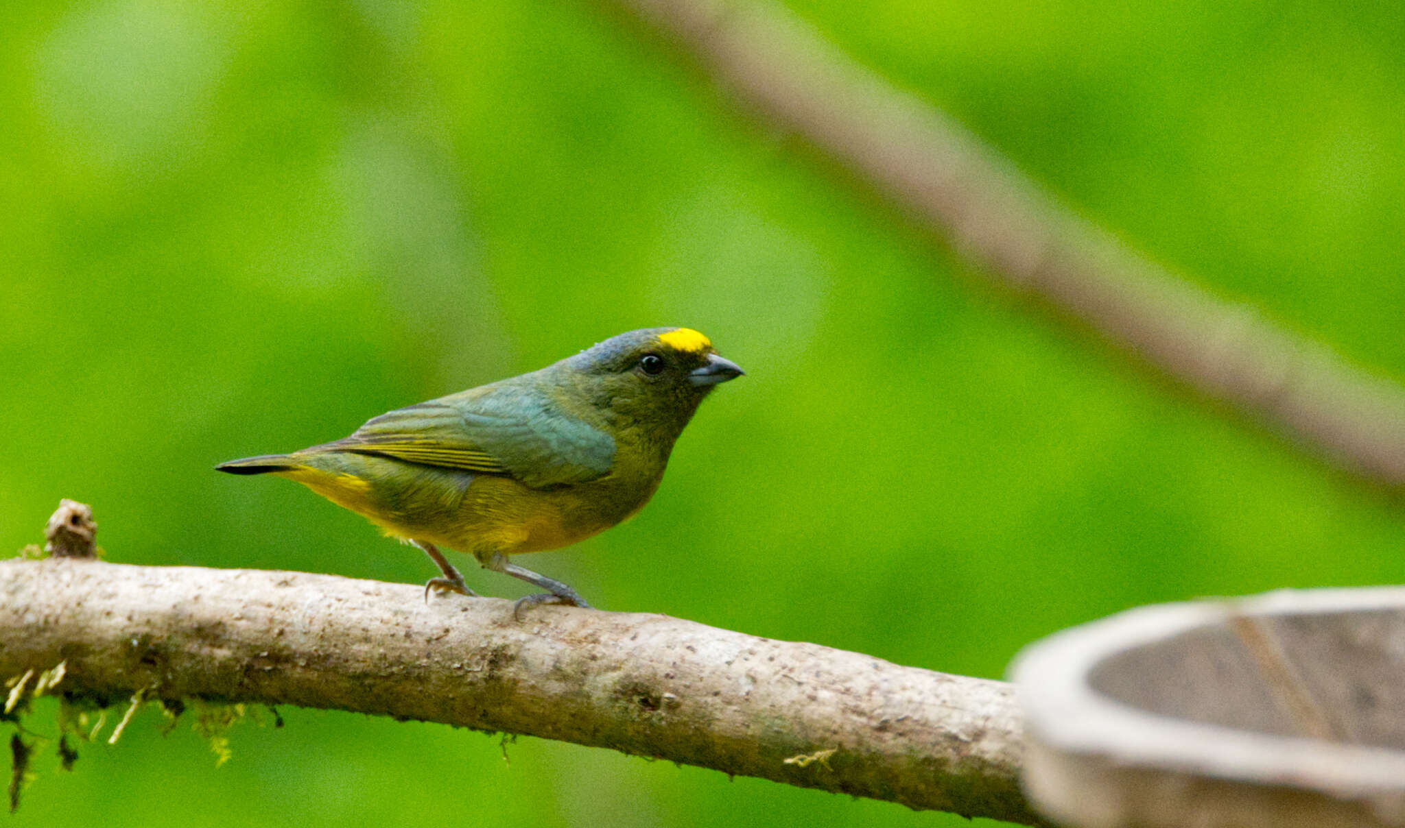 Image of Bronze-green Euphonia