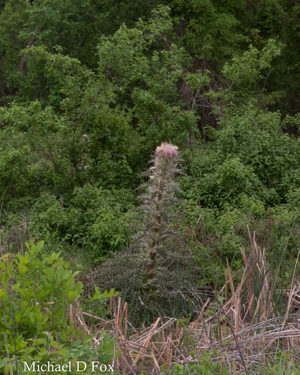 Imagem de Cirsium horridulum Michx.