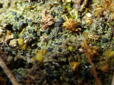 Image of Baglietto'a dotted lichen