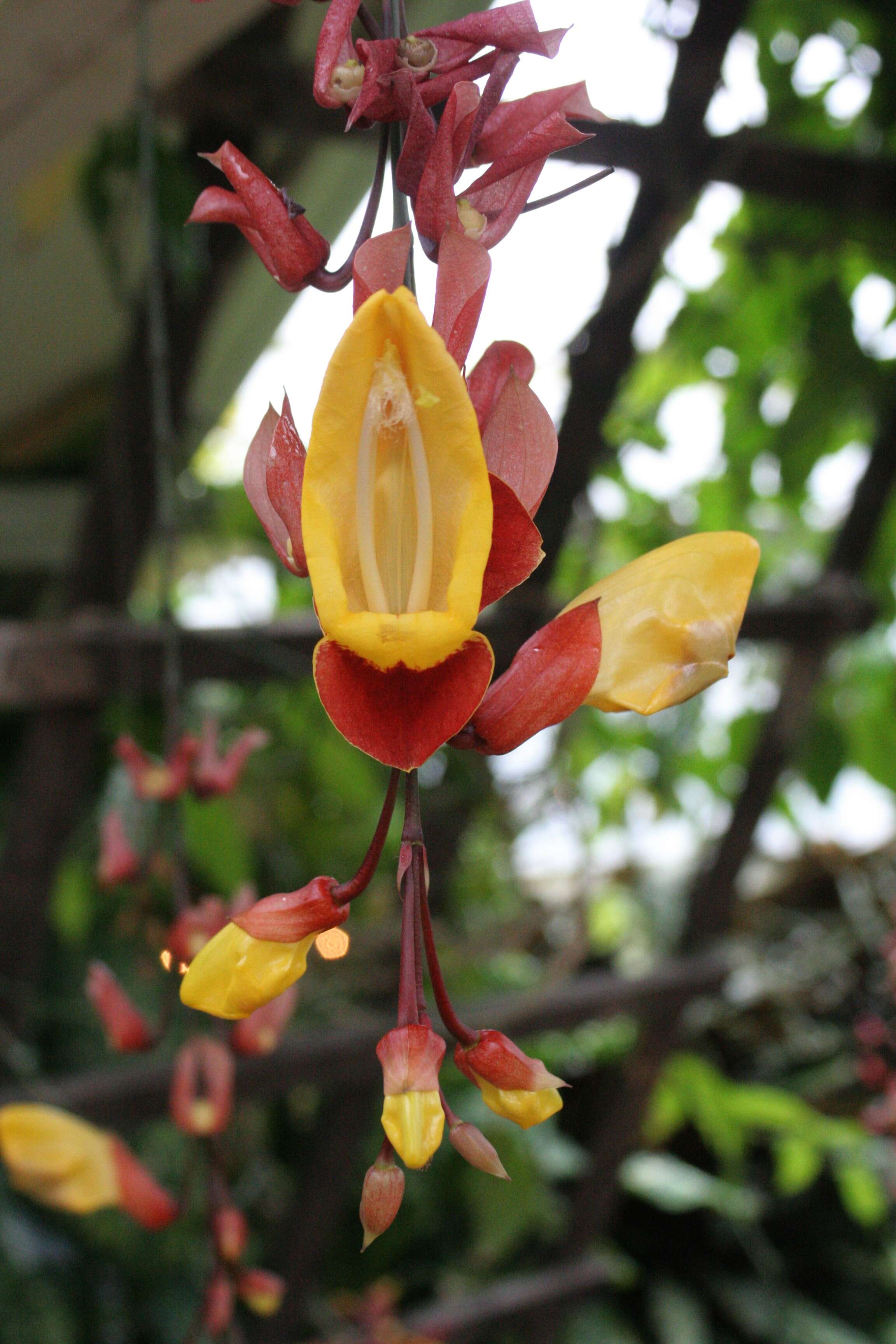 Image of Clock vine