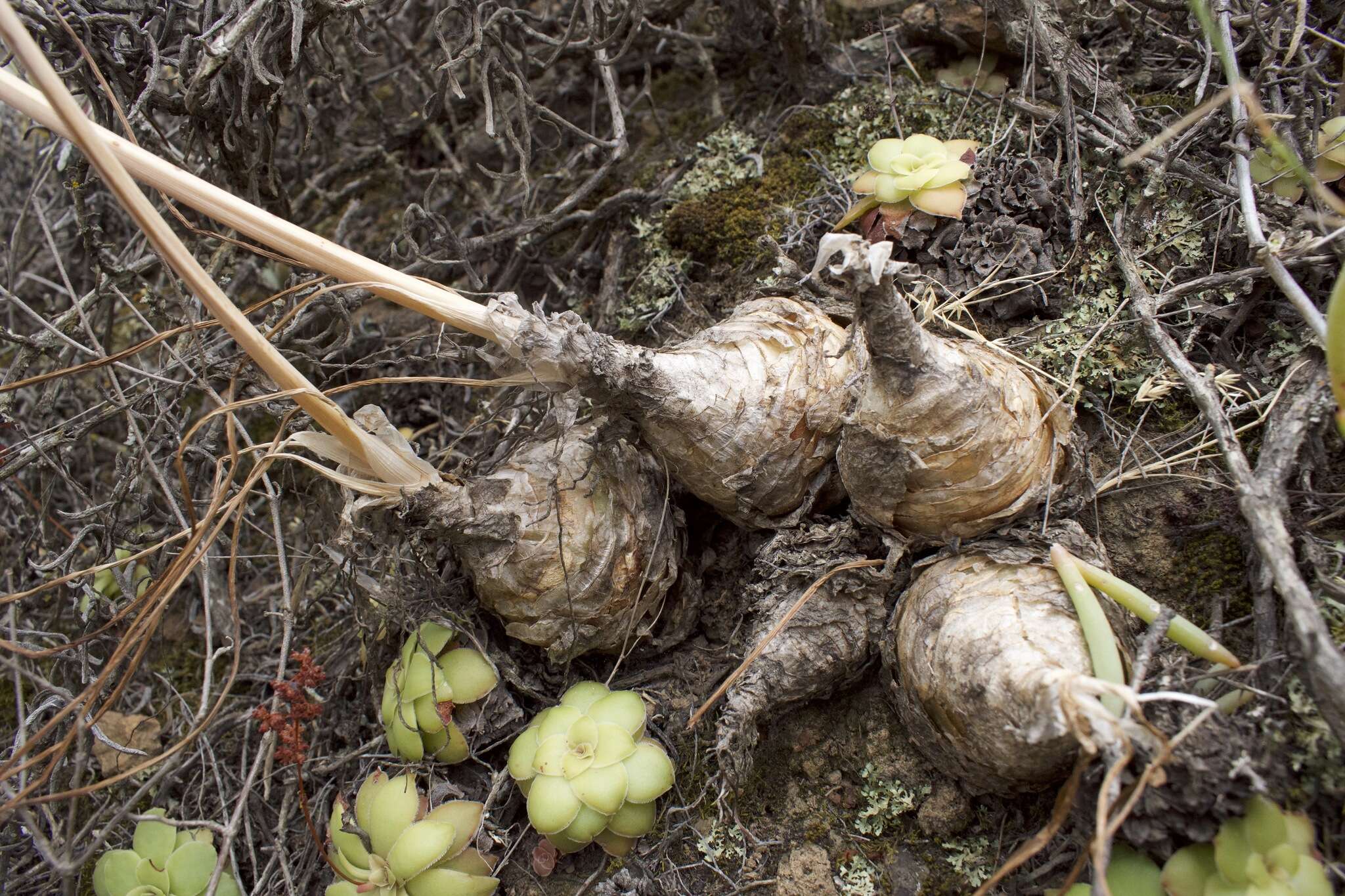 Image of Albuca caudata Jacq.