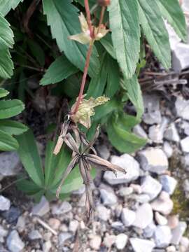 Image of stipulated cinquefoil