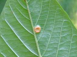 Imagem de Puccinia sessilis J. Schröt. 1870