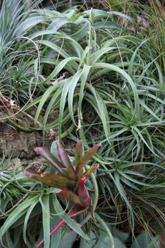 Imagem de Tillandsia albertiana Verv.