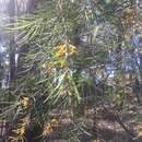 Image of Persoonia linearis Andr.