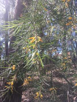 Plancia ëd Persoonia linearis Andr.