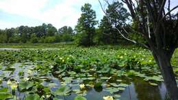 Image of American lotus