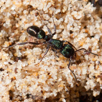 Image of green ant