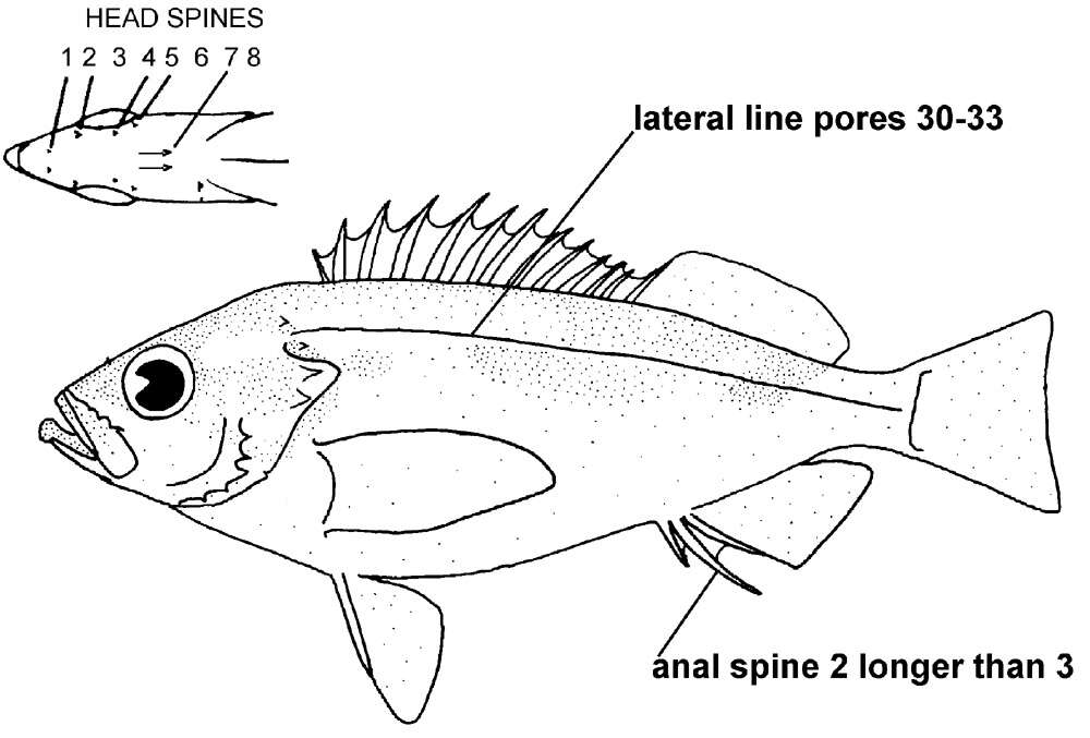 Image of Dwarf-red rockfish