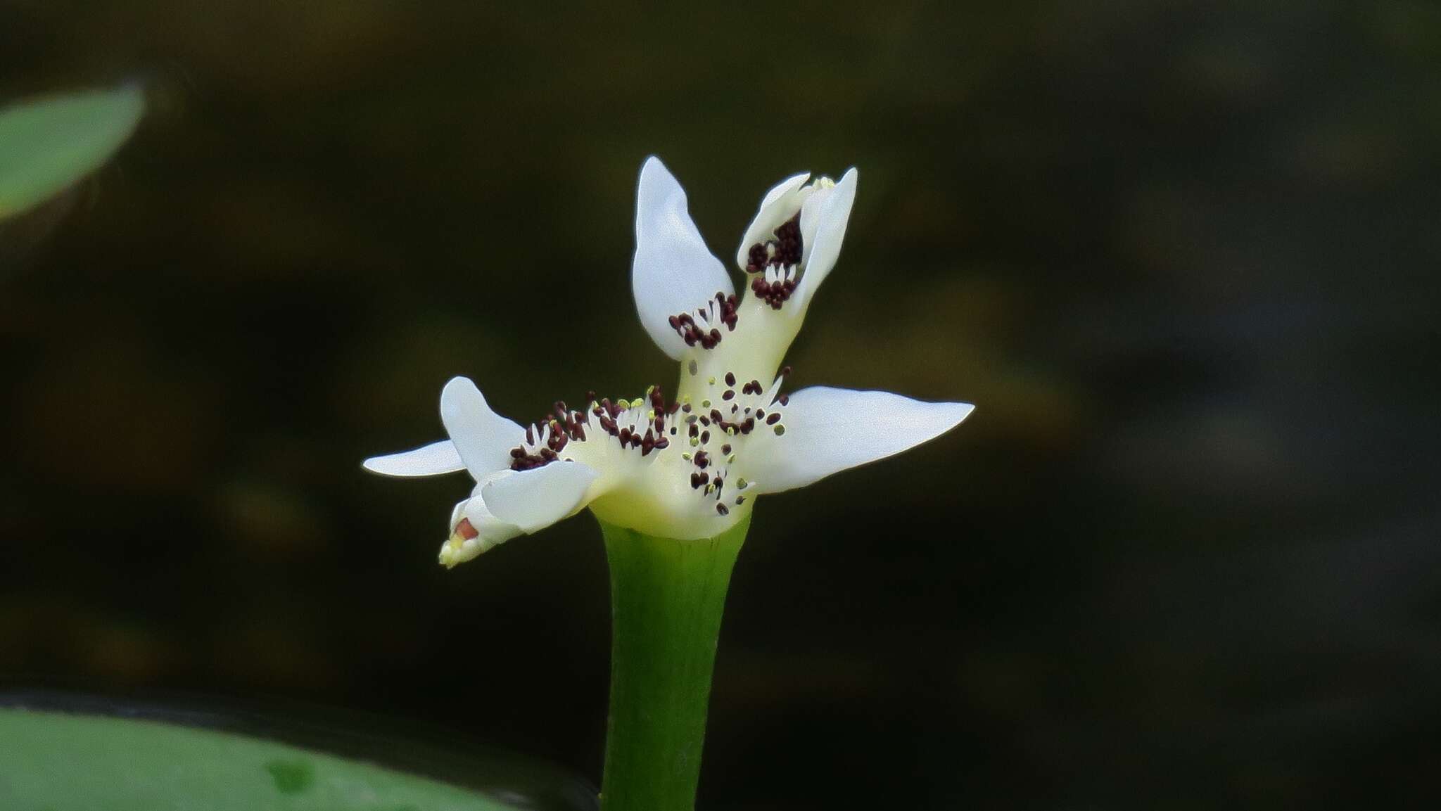 Image of Cape pondweed