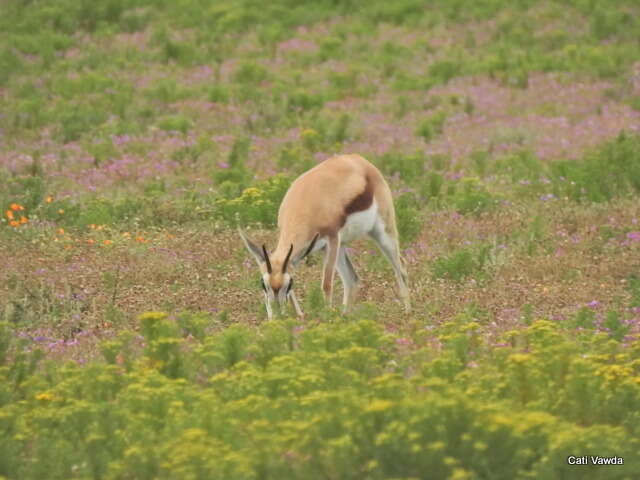 Image of Black Springbok