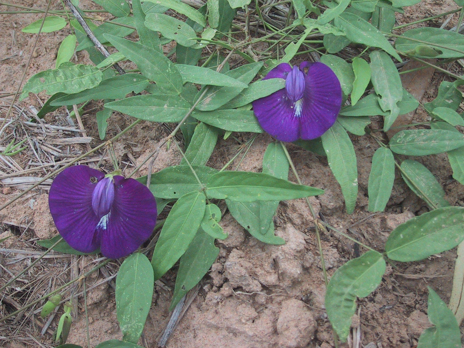 Image of Centrosema brasilianum (L.) Benth.