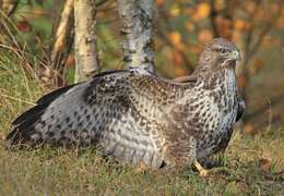 Image of Common Buzzard