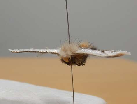 Image of Epicoma derbyana Strand 1929