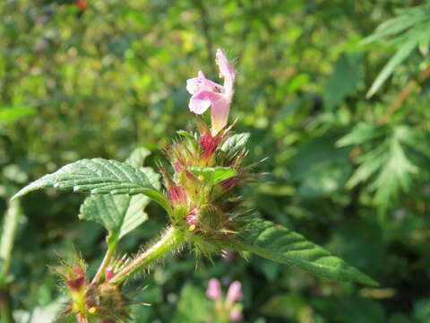 Image of Common hemp nettle